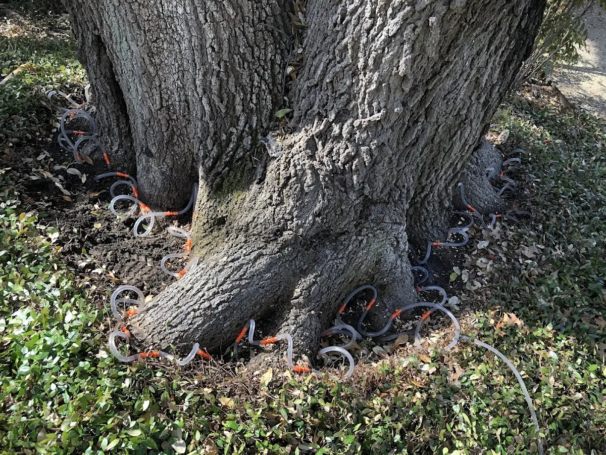 Detailed Tree Cabling and Bracing job site in Big Flats